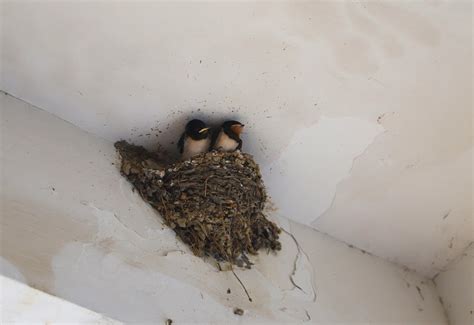 坐向方位 燕子築巢過程